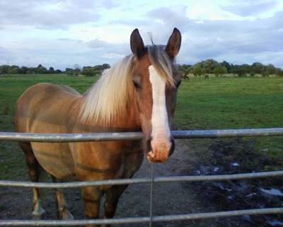 Rudi, gelding - horse photo